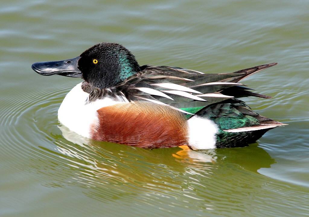 Northern shoveler at Seedskadee National Wildlife Refuge by USFWS Mountain Prairie is marked with Public Domain Mark 1.0.